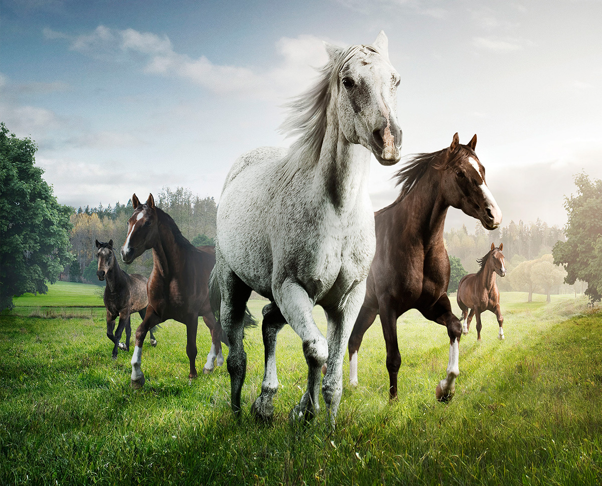Man Up the Stallion in You and Get Yourself to the Race Track!